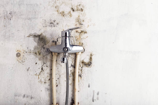 Best Affordable Mold Removal  in Millport, AL