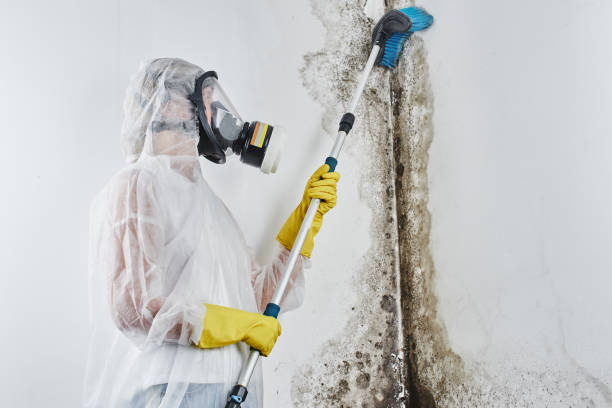 Best Toxic Mold Removal  in Millport, AL
