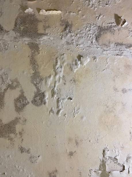 Professional Mold Removal in Millport, AL