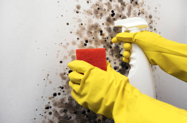 Best Attic Mold Removal  in Millport, AL