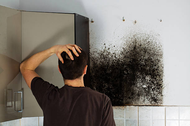 Best Commercial Mold Removal  in Millport, AL
