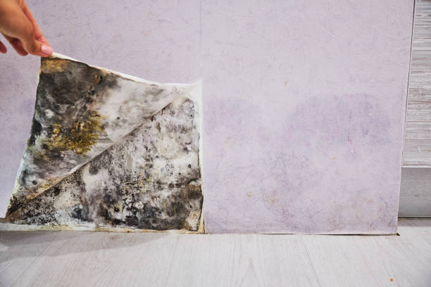Best Emergency Mold Removal  in Millport, AL